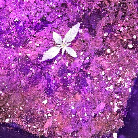 PURPLE QUEEN AUTO growlog timeline photo