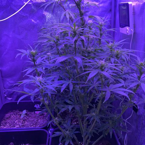 STRAWBERRY PIE growlog timeline photo
