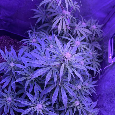 STRAWBERRY PIE growlog timeline photo