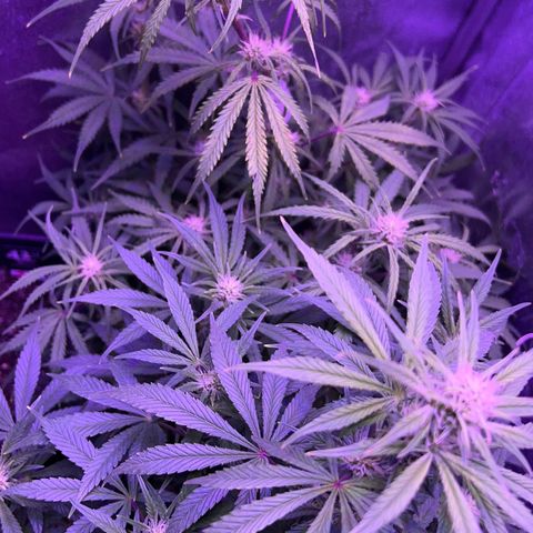 STRAWBERRY PIE growlog timeline photo
