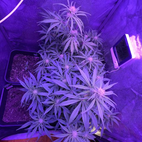 STRAWBERRY PIE growlog timeline photo
