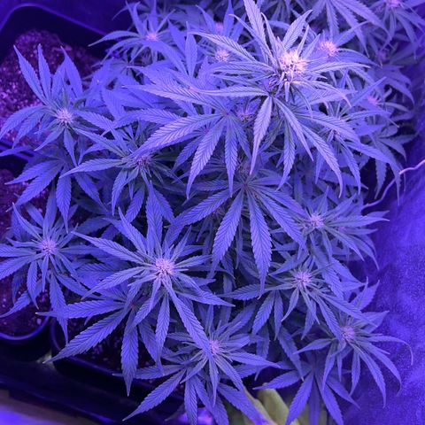 STRAWBERRY PIE growlog timeline photo