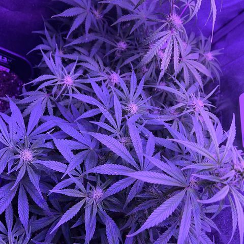 STRAWBERRY PIE growlog timeline photo
