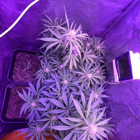 STRAWBERRY PIE growlog timeline photo
