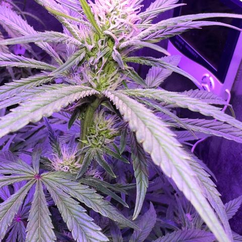 STRAWBERRY PIE growlog timeline photo