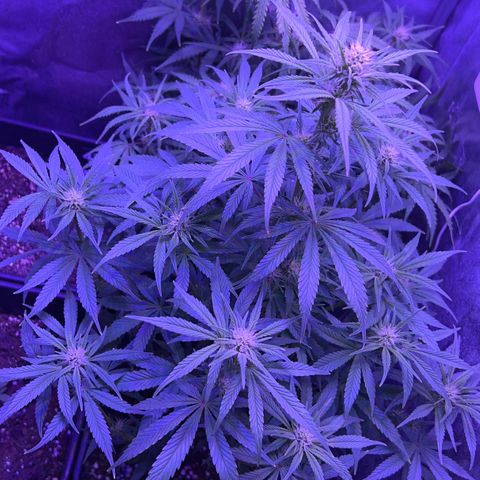 STRAWBERRY PIE growlog timeline photo