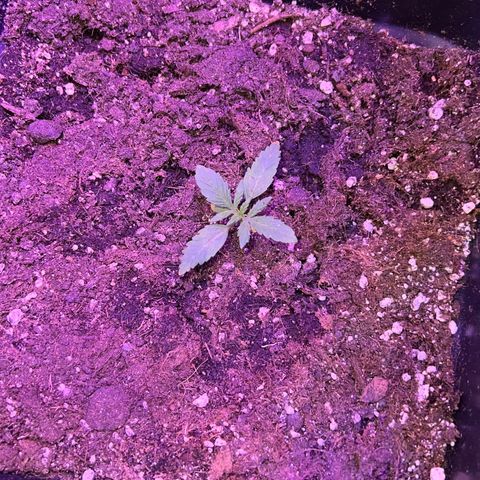 PURPLE QUEEN AUTO growlog timeline photo