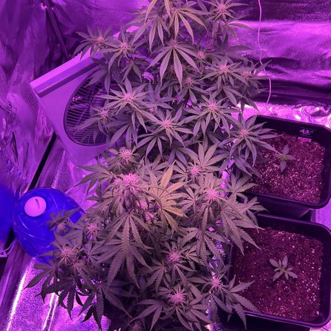 STRAWBERRY PIE growlog timeline photo