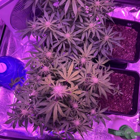 STRAWBERRY PIE growlog timeline photo