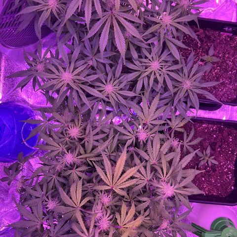 STRAWBERRY PIE growlog timeline photo