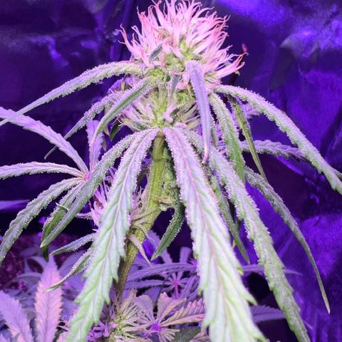 STRAWBERRY PIE growlog timeline photo