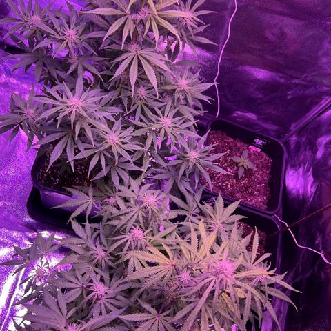STRAWBERRY PIE growlog timeline photo