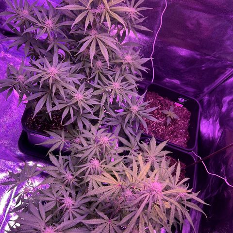 STRAWBERRY PIE growlog timeline photo
