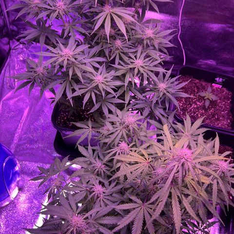 STRAWBERRY PIE growlog timeline photo