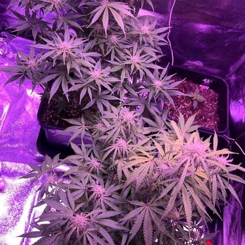STRAWBERRY PIE growlog timeline photo
