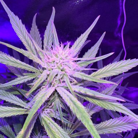STRAWBERRY PIE growlog timeline photo