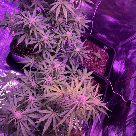 STRAWBERRY PIE growlog timeline photo