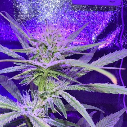 STRAWBERRY PIE growlog timeline photo
