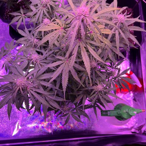 STRAWBERRY PIE growlog timeline photo