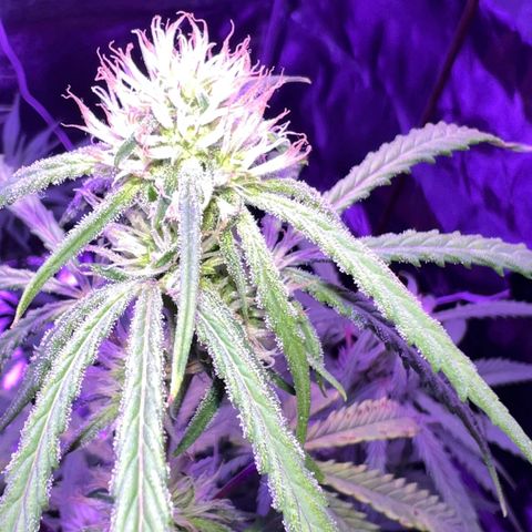STRAWBERRY PIE growlog timeline photo