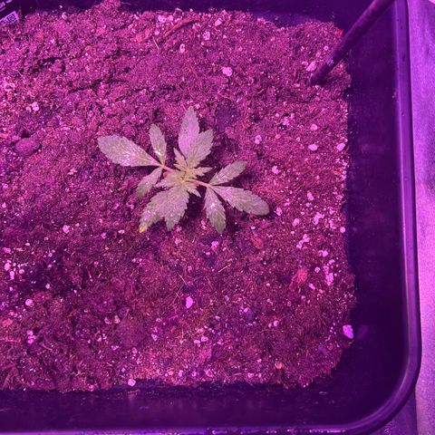 PURPLE QUEEN AUTO growlog timeline photo