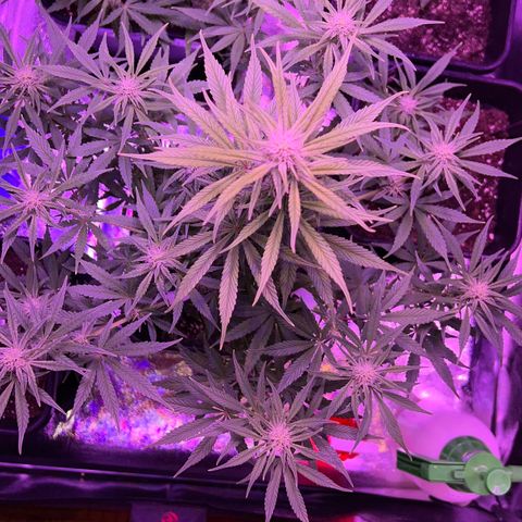 STRAWBERRY PIE growlog timeline photo