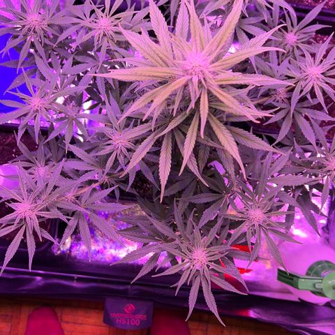 STRAWBERRY PIE growlog timeline photo