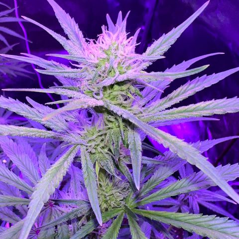 STRAWBERRY PIE growlog timeline photo