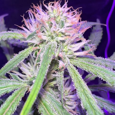 STRAWBERRY PIE growlog timeline photo