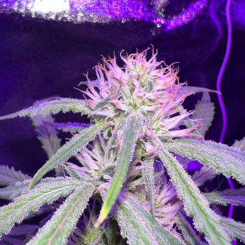 STRAWBERRY PIE growlog timeline photo