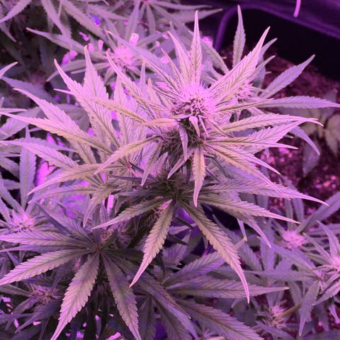 STRAWBERRY PIE growlog timeline photo