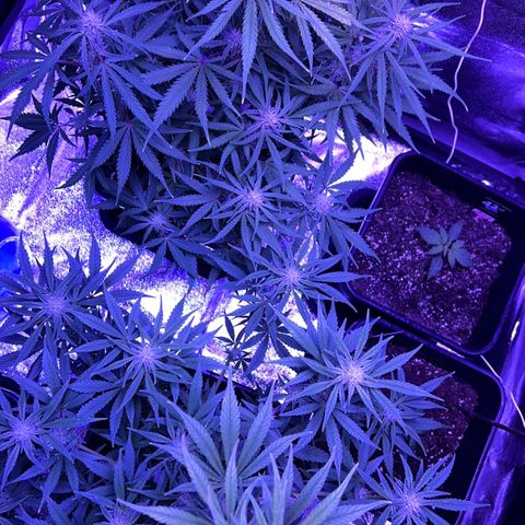 STRAWBERRY PIE growlog timeline photo