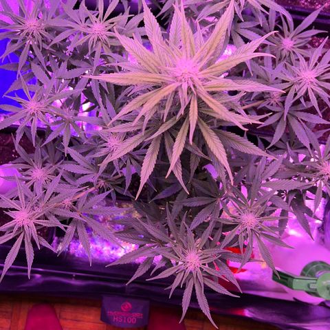 STRAWBERRY PIE growlog timeline photo