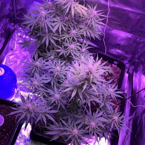 STRAWBERRY PIE growlog timeline photo