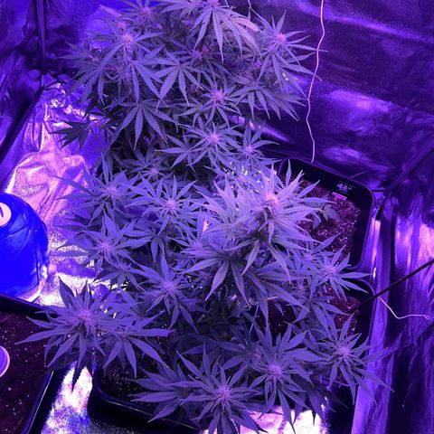 STRAWBERRY PIE growlog timeline photo