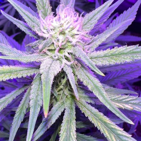 STRAWBERRY PIE growlog timeline photo
