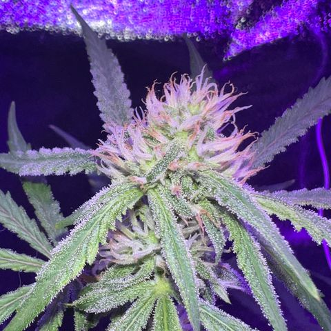 STRAWBERRY PIE growlog timeline photo
