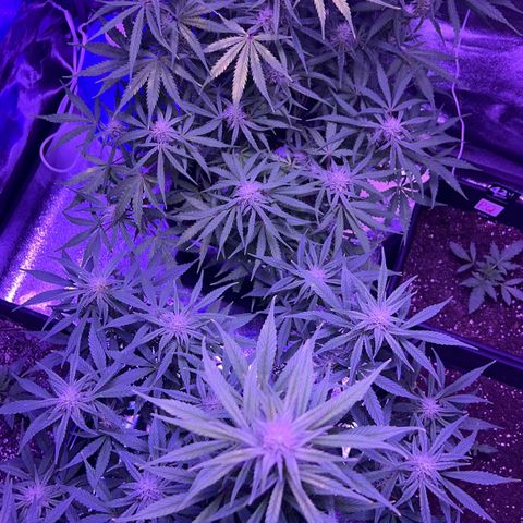 STRAWBERRY PIE growlog timeline photo