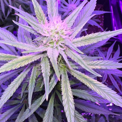 STRAWBERRY PIE growlog timeline photo