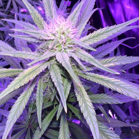 STRAWBERRY PIE growlog timeline photo