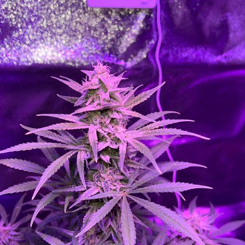 STRAWBERRY PIE growlog timeline photo