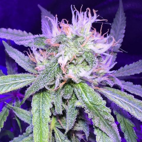 STRAWBERRY PIE growlog timeline photo