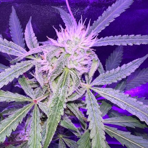 STRAWBERRY PIE growlog timeline photo