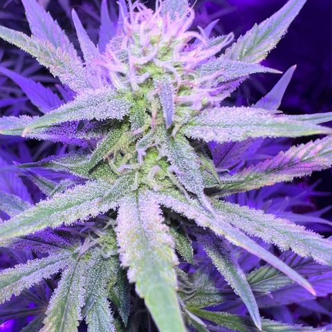 STRAWBERRY PIE growlog timeline photo