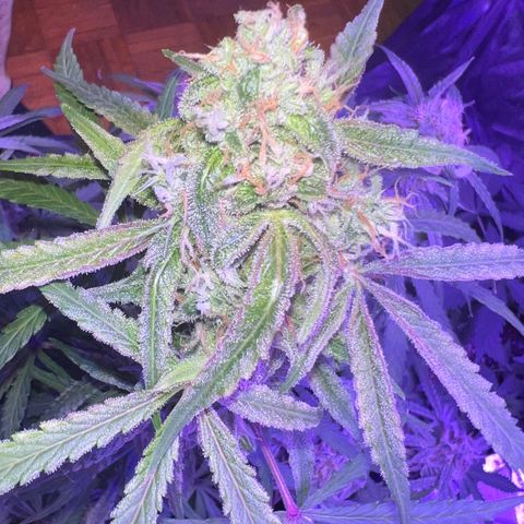 STRAWBERRY PIE growlog timeline photo