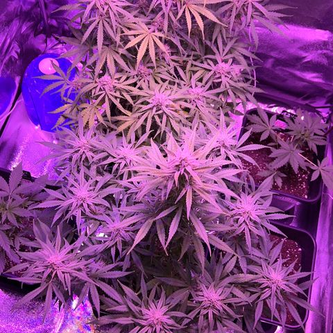 STRAWBERRY PIE growlog timeline photo