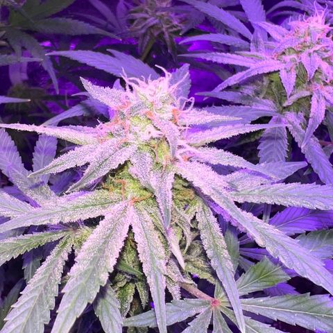 STRAWBERRY PIE growlog timeline photo
