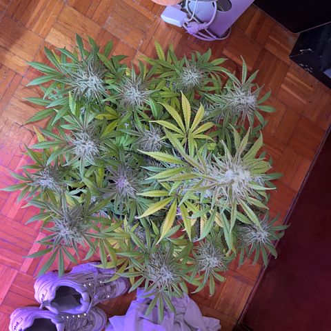 STRAWBERRY PIE growlog timeline photo