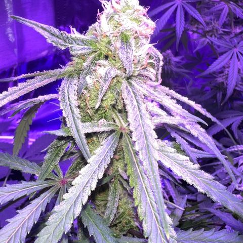 STRAWBERRY PIE growlog timeline photo