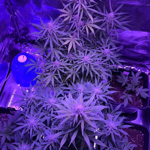STRAWBERRY PIE growlog timeline photo